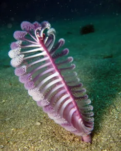 🔴  تصویر زیبایی از قلم دریایی که در خانواده مرجان‌ها دسته