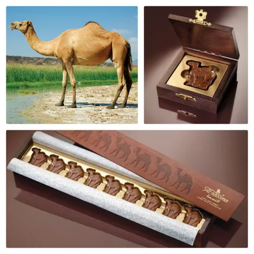 نخستین کارخانهٔ شکلات با شیر شترها در دبی با مدیریت مارتی