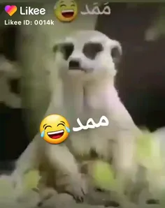 ممد کجاییی ممد😂