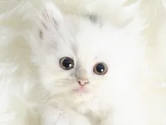 ناناز