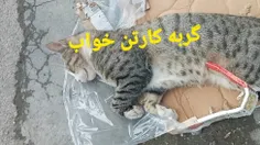 گربه کارتن خواب