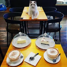 9⃣ کافه مخصوص گربه ها