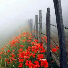 مهربان‌ترین‌بابای‌دنیا.