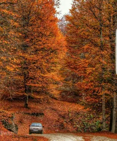 📸  جاده زیبای پاییزی شهر کردکوی در گلستان در میان درختان 