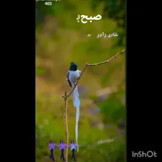 مرد تنهای شب @صبح زیبای شما بخیر
