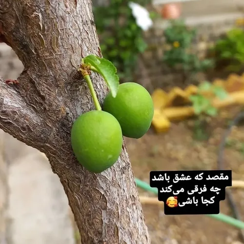 عید سعید فطر برهمگان مبارک...