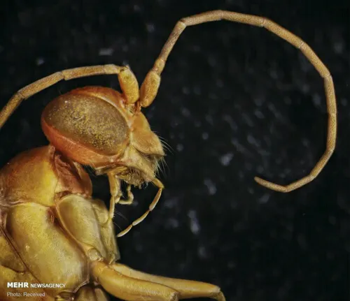 پرتره حشرات از نمای نزدیک