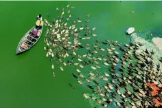 رژه دیدنی اردک‌ها در کشور بنگلادش