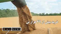 لطف اله رضائی عنوان کرد: خرید بیش از ۴۹هزار تن گندم در استان سمنان