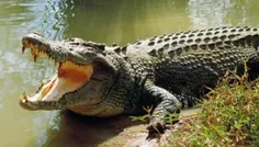تمساح ها گرما را از طریق  دهان خود حس میکنند چون آنها عرق