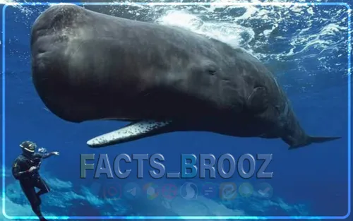 وزن مغز نهنگ عنبر 7.5کیلوگرم بوده و بزرگترین مغز در بین م