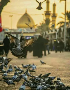 یا لِثاراٺ اڵحسیــ💗  ـــڹ (ع)