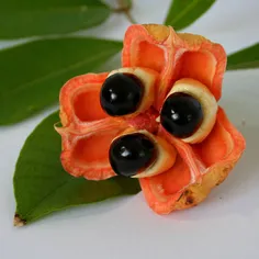 سیب آکی: Ackee