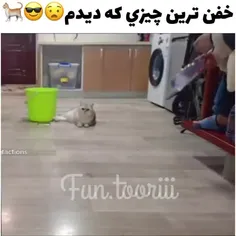 😹😼