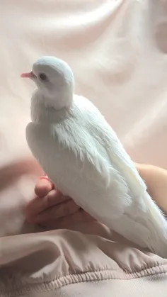 🕊️