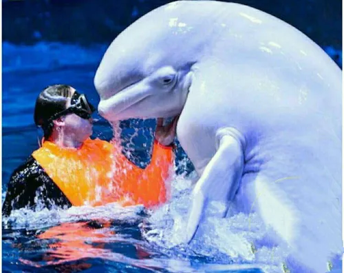 دلفین میتواند هر صدایی را تقلید کند به طوری که یکبار غواص