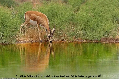 آهوی ایرانی در پناهگاه حیات وحش شیراحمد سبزوار / عکس از آ