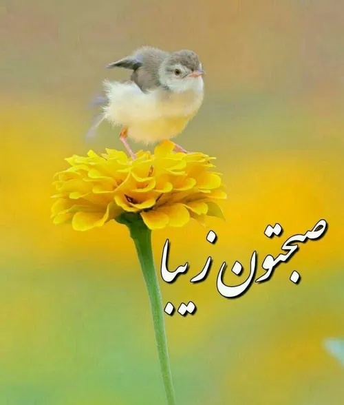 🌷 هر روز صبــــــح🌷