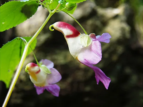 ارکیده طوطی