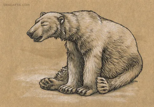 آموزش نقاشی طراحی animal bear black blackandwhite ink whi