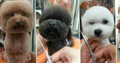 در تایوان و ژاپن مردم علاقه دارند موی سگ هایشان را به شکل