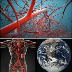 ‍بدن انسان دارای 96000 کیلومتر رگ خونی است.