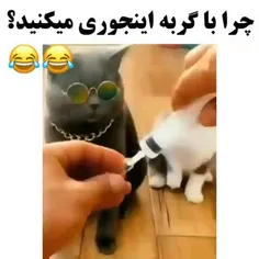 گربه حرمت داره نه لذت😑😂👊