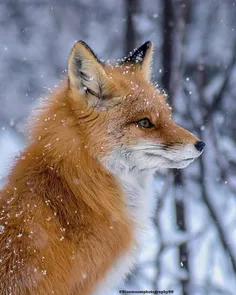 روباه زیبا است
