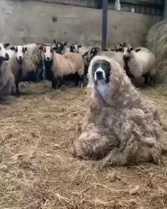 نگاه گوسفندا فقط 😂