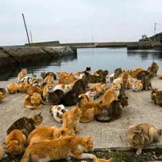 تاشیروجیما ژاپن این جزیره کوچک بخاطر اینکه تعداد گربه های