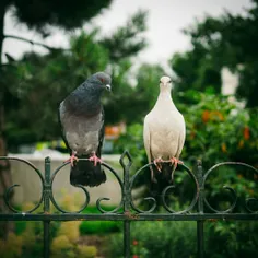 ✍امام جعفر صادق علیه السلام فرمود：