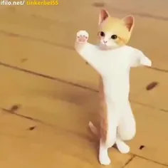 خنده دار رقص گربه 