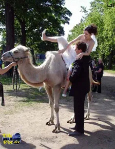 اخه عروس را با شتر می اورند؟