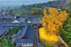 درخت ۱۴۰۰ ساله کنار معبد بودایی چین