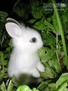 خرگوش من چه نازه گوشش چقد درازه خخخخ چیه خب یاد بچگی افتا