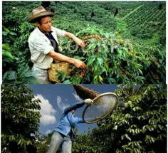 در برزیل فقط 5 میلیون نفر در صنعت تولید قهوه مشغول به کار