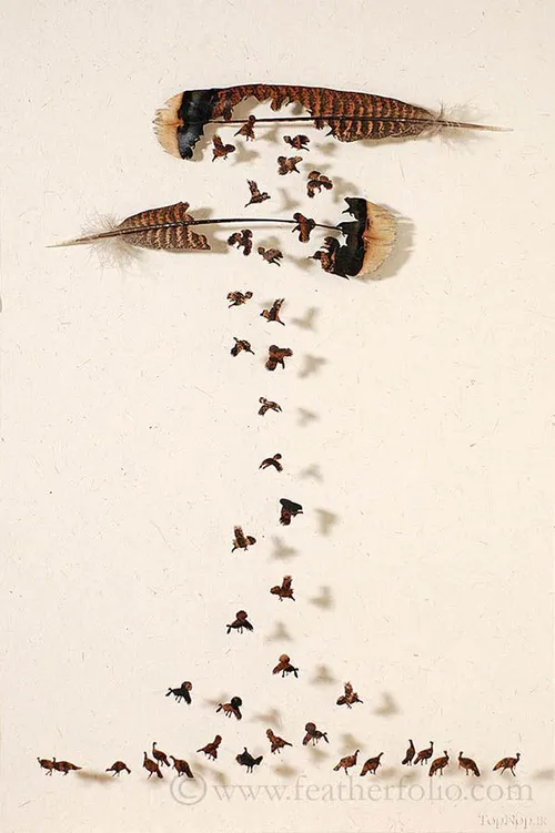 تصويرسازي با پر پرندگان،توسط کريس ماينارد