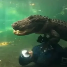 ویدیویی جالب از یک تمساح و غواص در زیر آب