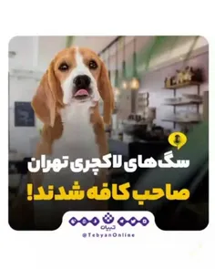 🎥 سگ‌های لاکچری تهران صاحب کافه شدند!
