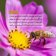 🌸  امام علی علیه السلام: #بخون