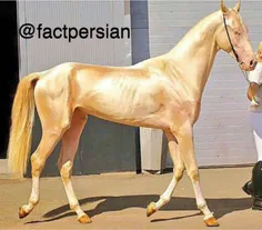 اسب نژاد گلد آخل ترکمن 