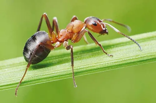 مورچه ها هرگز نمی خوابند و ریه هم ندارند!