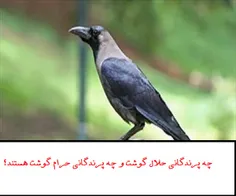 چه پرندگانی حلال گوشت و چه پرندگانی حرام گوشت هستند؟