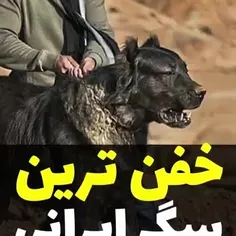 🟥خفن ترین سگ ایرانی
