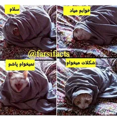 #صبح بخیر  #خوابم میاددددد#petfarsifacts