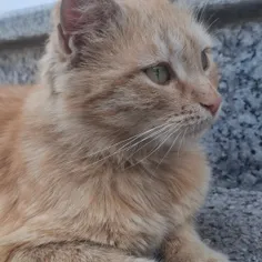 زردالوی من
