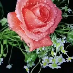 سلام دوستان عزیز و مهربون این
گلها تقدیم به شما .
