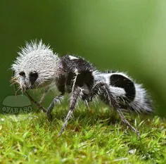 این#مورچه به خاطر شباهتش به#پاندا به مورچه پاندا معروف اس