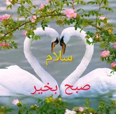 🌹سلام صبحتون بخیر