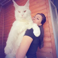بزرگترین گربه دنیا